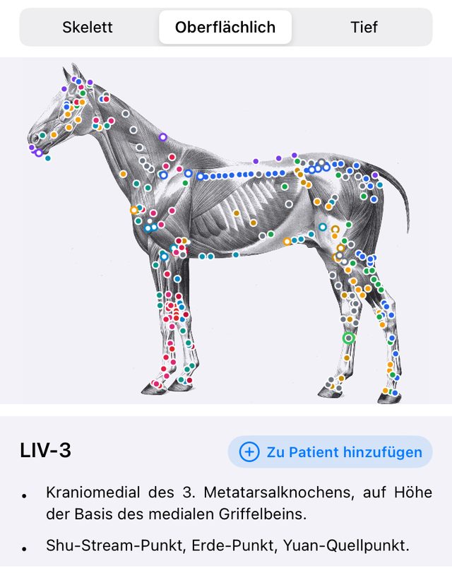 Dieselbe Ansicht nach dem Umschalten auf die oberflaechliche Muskulatur
