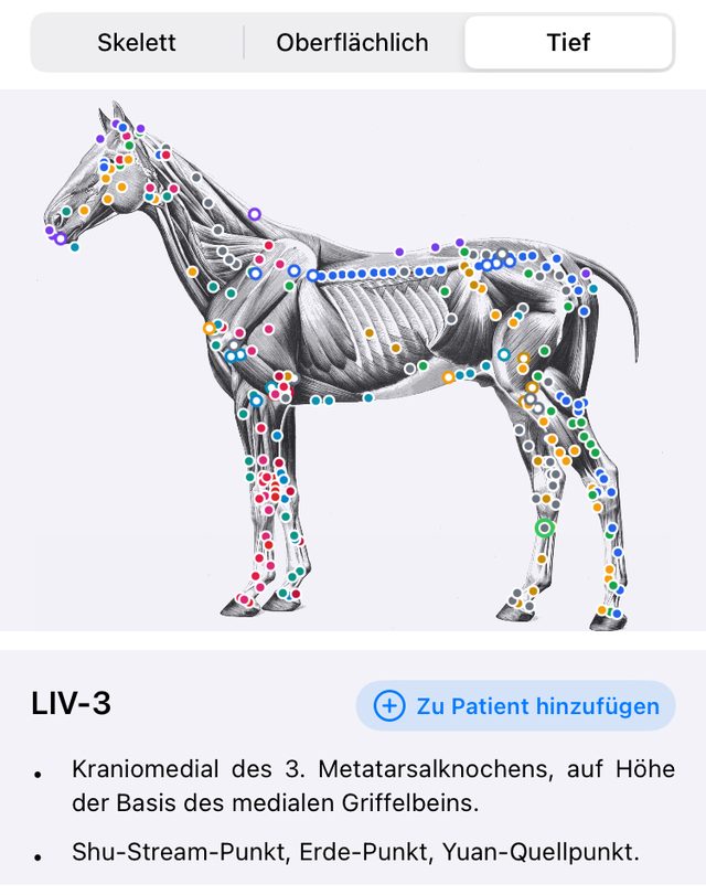 Dieselbe Ansicht nach dem Umschalten auf die tiefe Muskulatur
